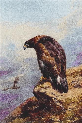 (image for) A Golden Eagle